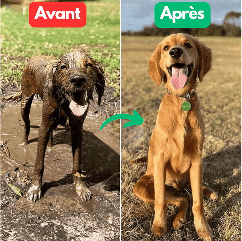 DoggyJet™ - Jet de lavage 8en1